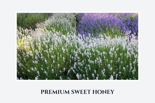 premium sweet honey