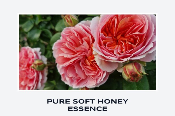 pure soft honey essence