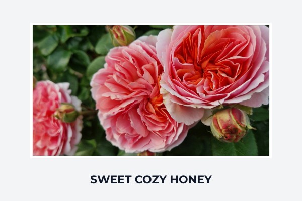 sweet cozy honey
