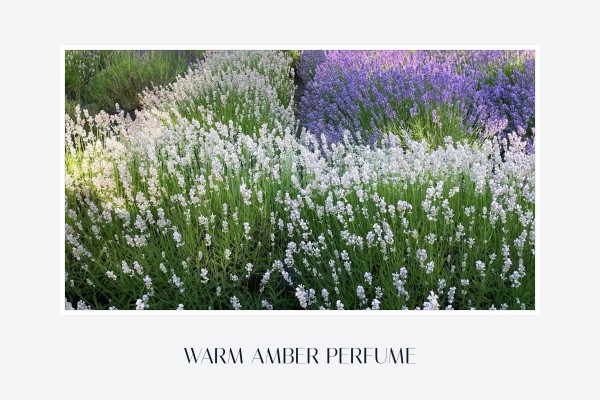 warm amber perfume